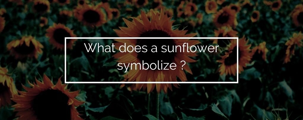 What does a sunflower symbolize ?