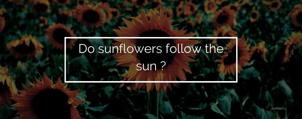 Do sunflowers follow the sun ?