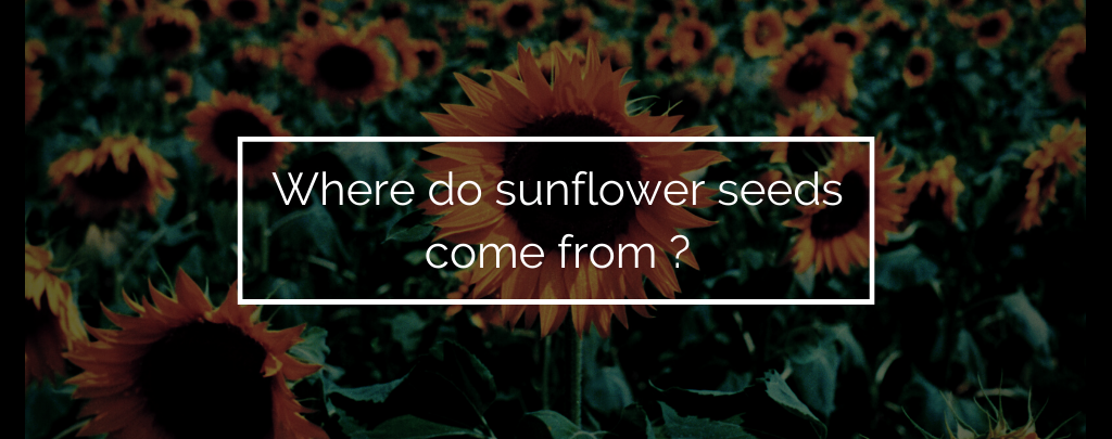 Where do sunflower seed come from ?